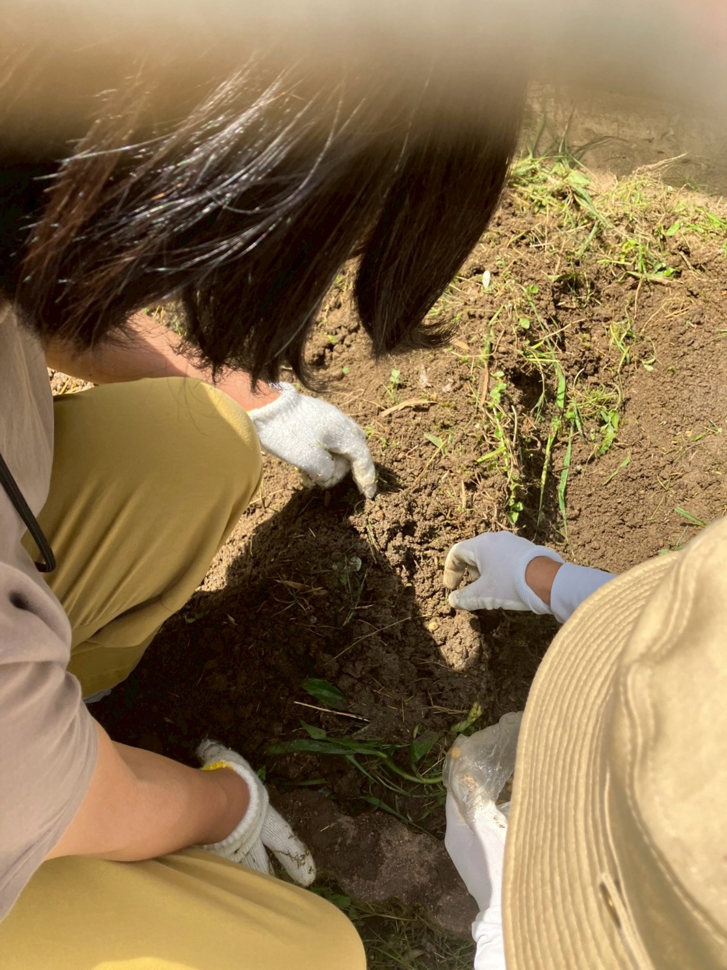 新しいヤギさんがやってきました