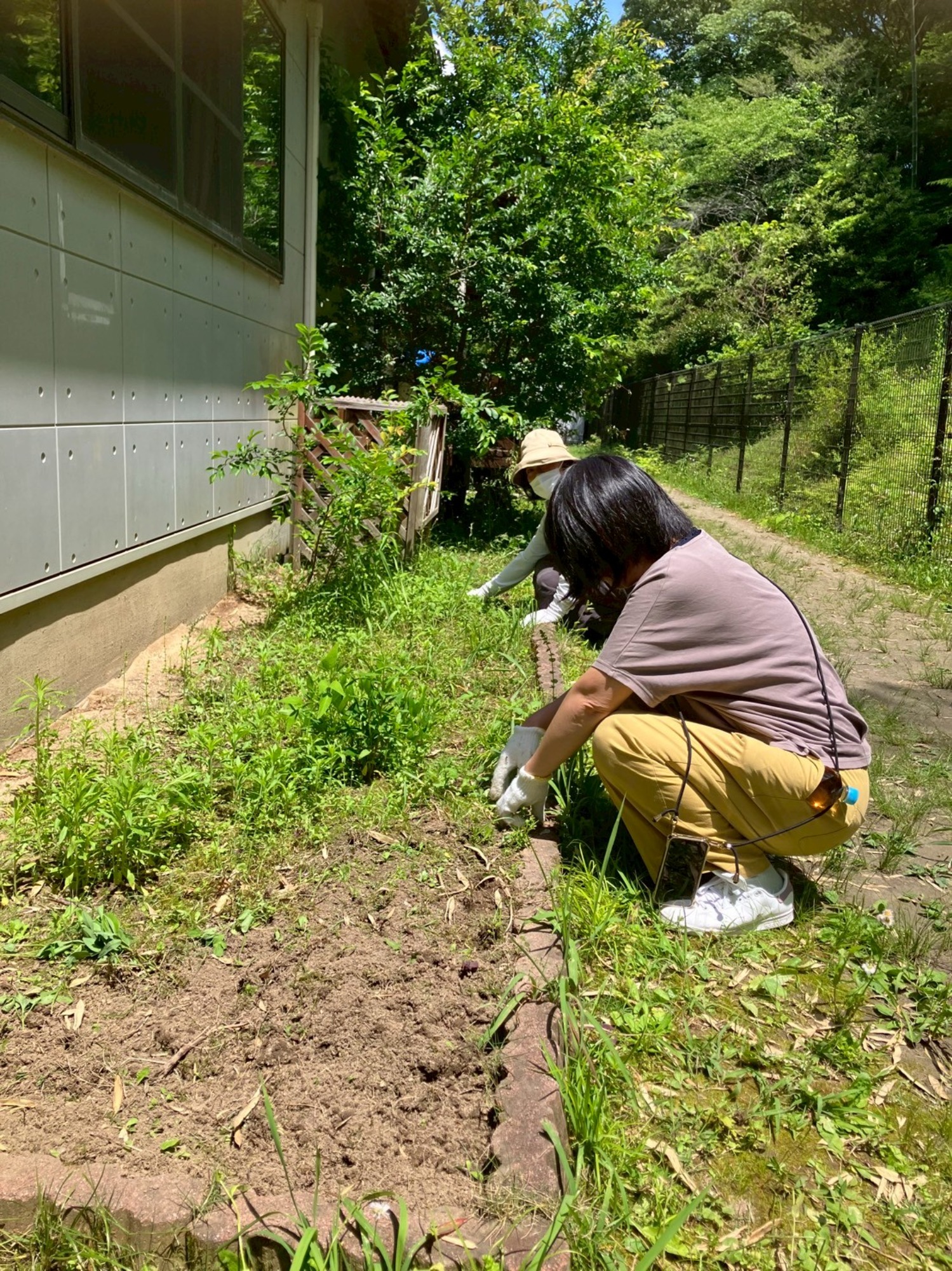 新しいヤギさんがやってきました