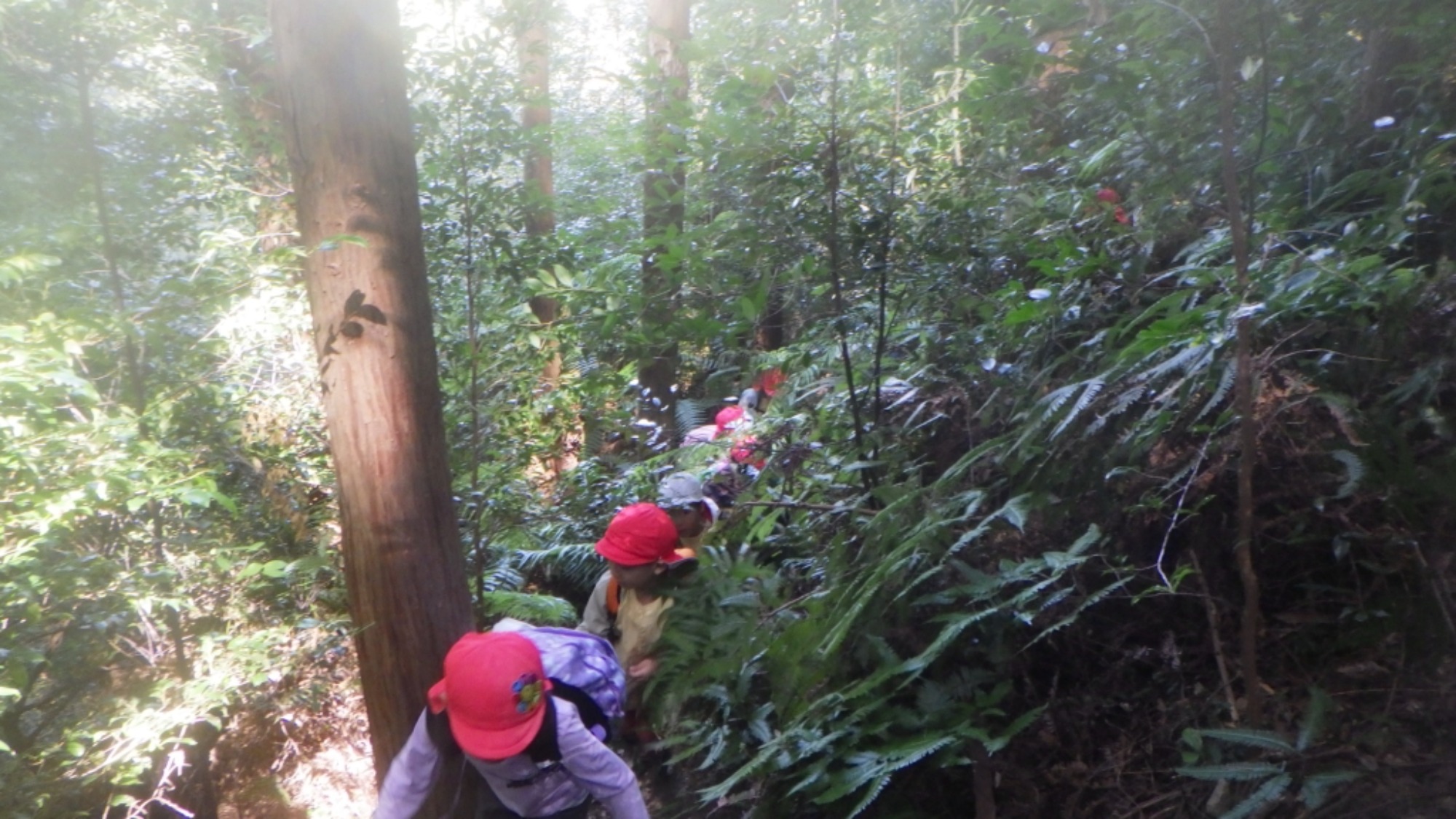 【年長】村積山　イノシシ沼　園外保育（1/4）