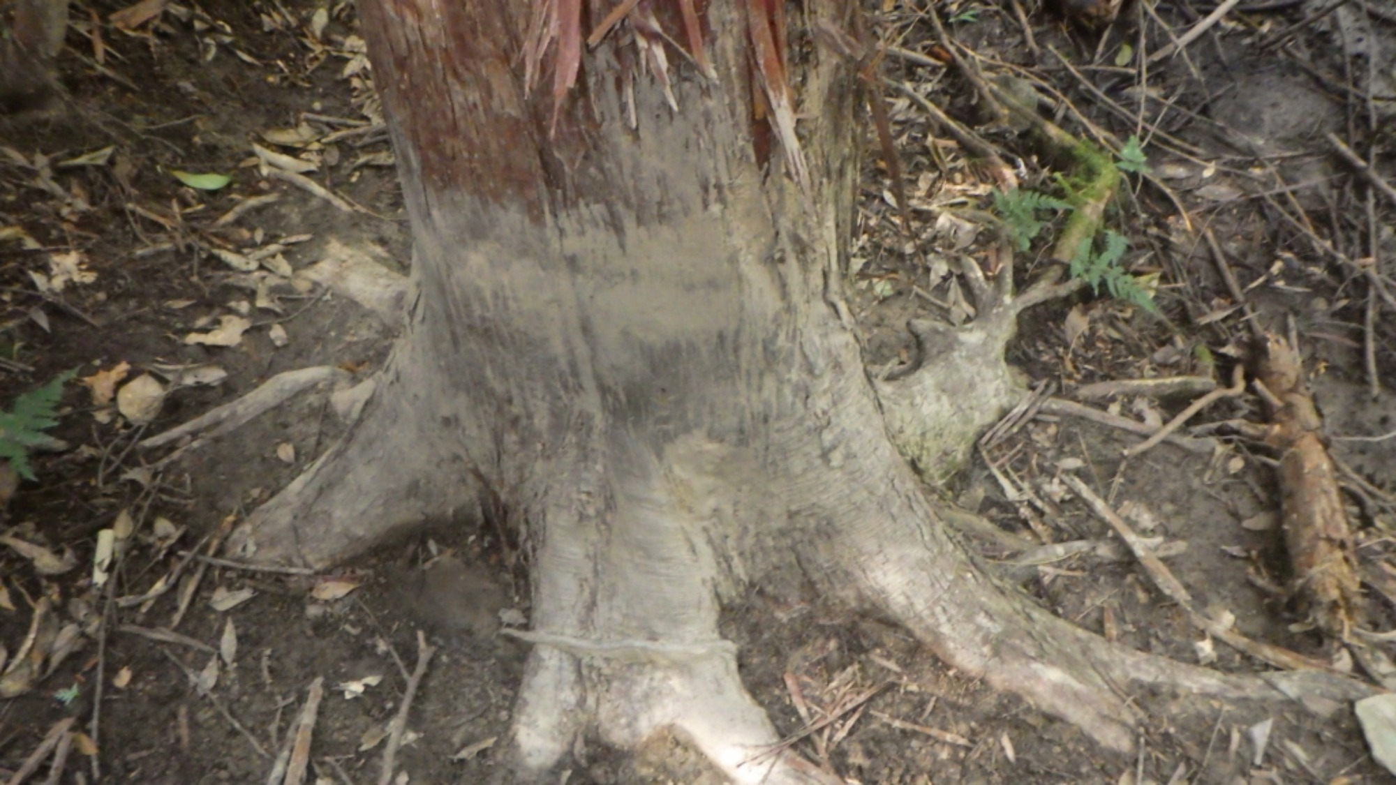 【年長】村積山　イノシシ沼　園外保育（1/4）