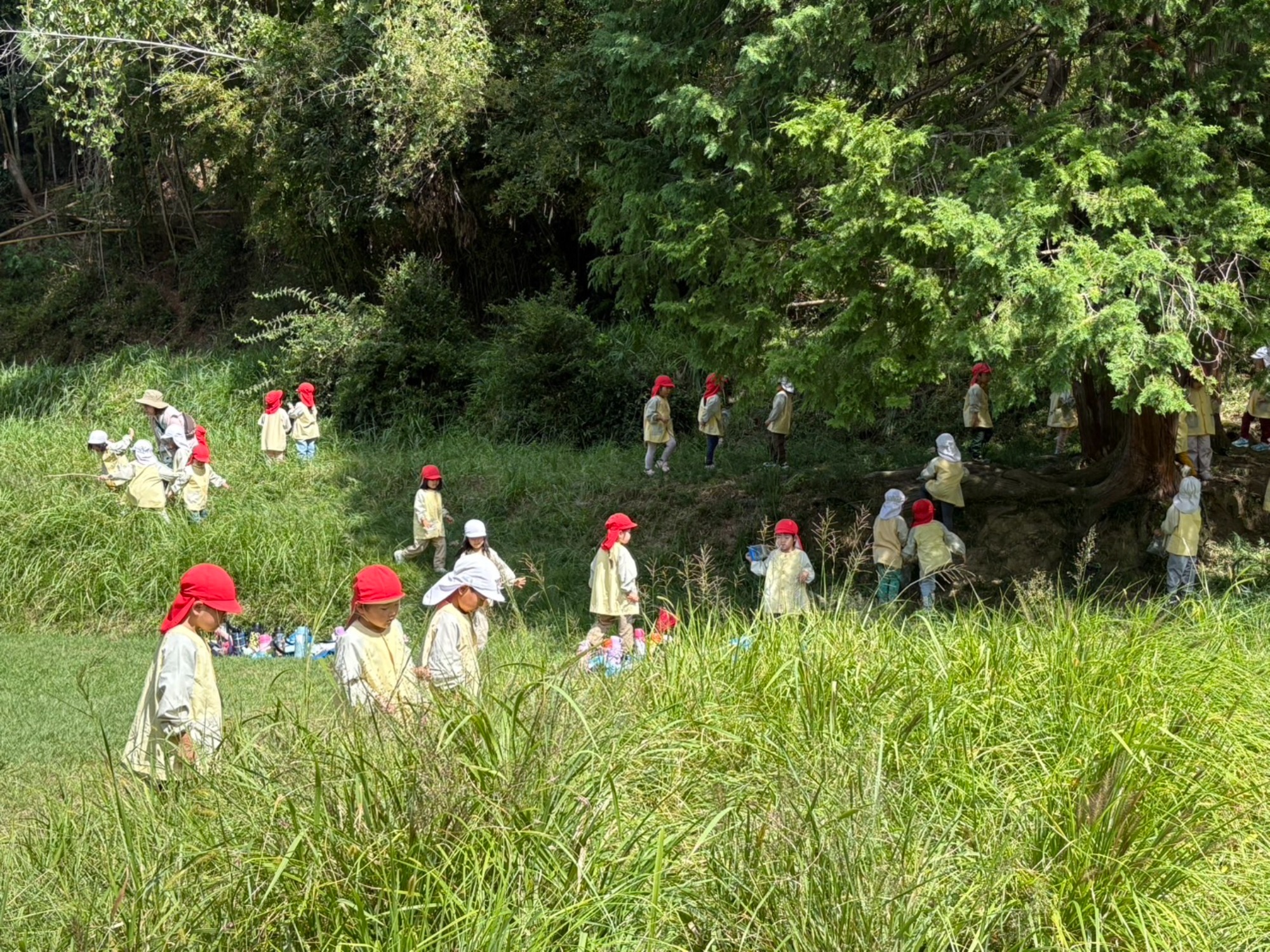 年中さん、田んぼへ