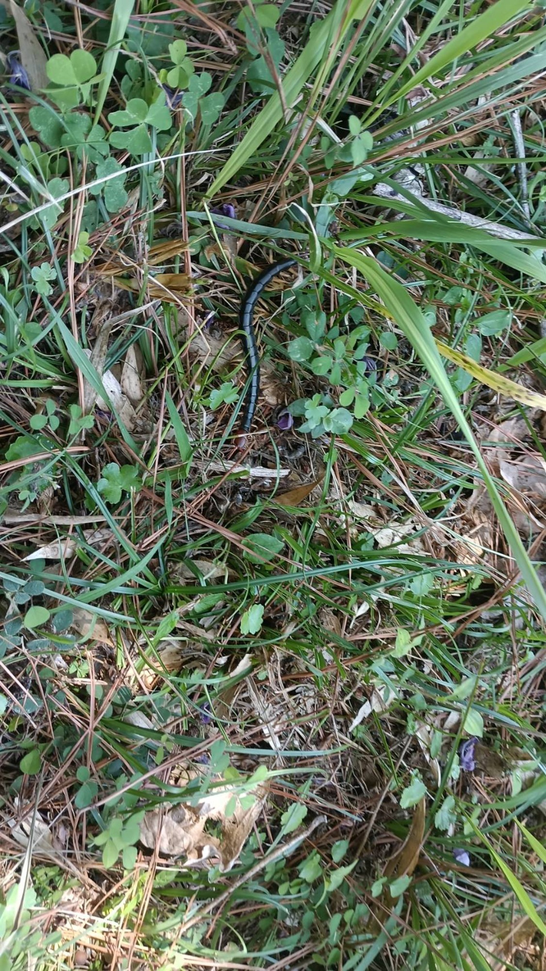 【年中】9/26　村積山　園外保育（1/2）