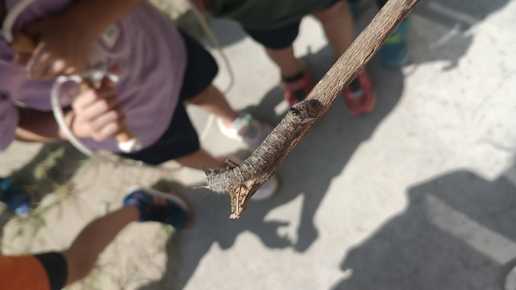 自然遊びとおほしさま組会