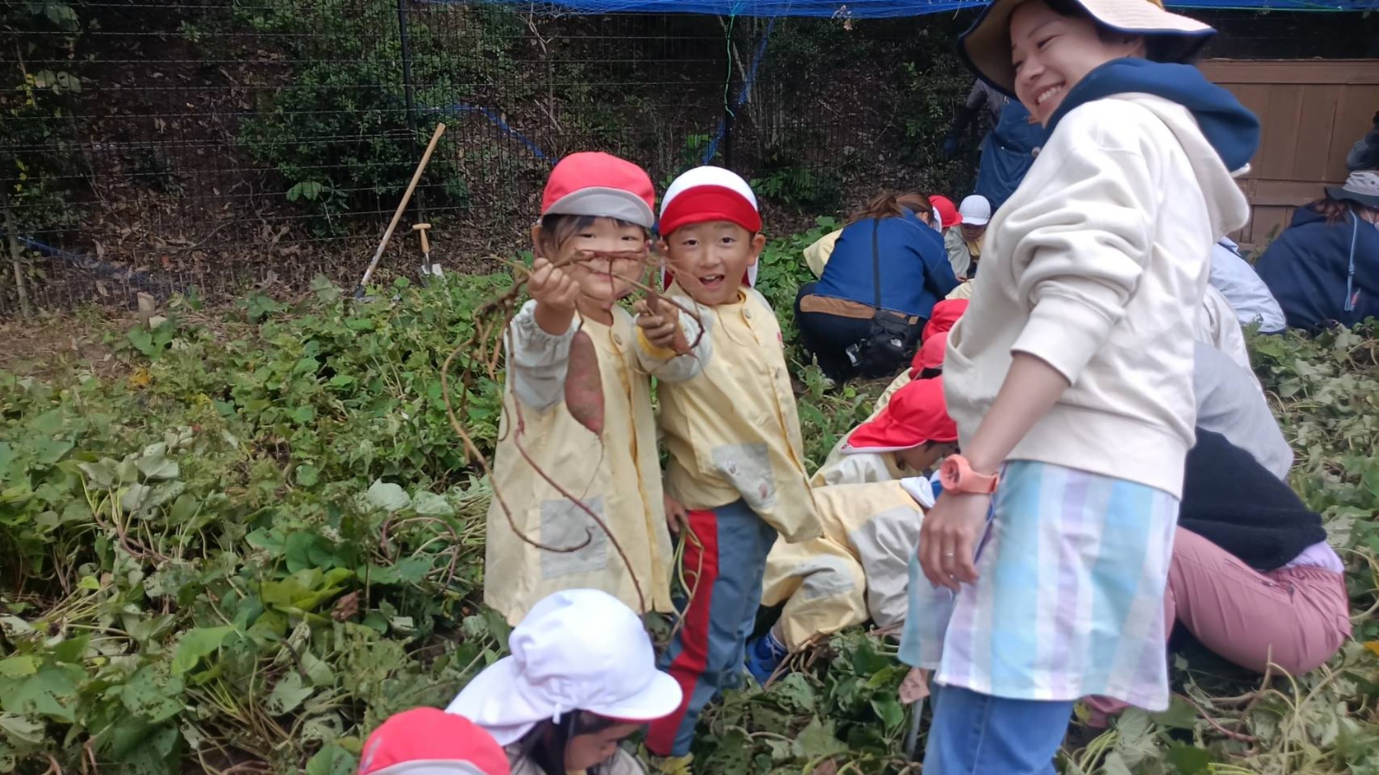 おいも掘り（1/3）