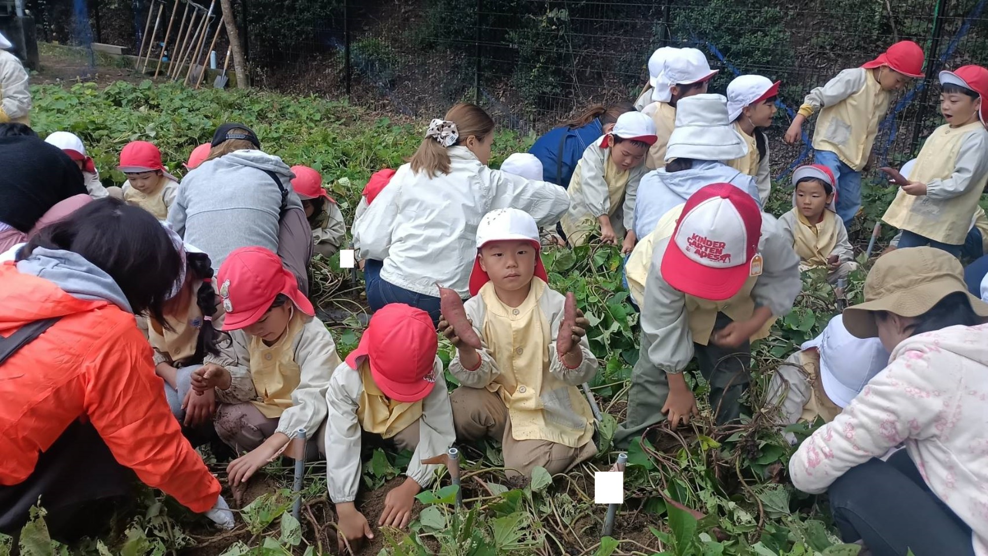 おいも掘り（1/3）