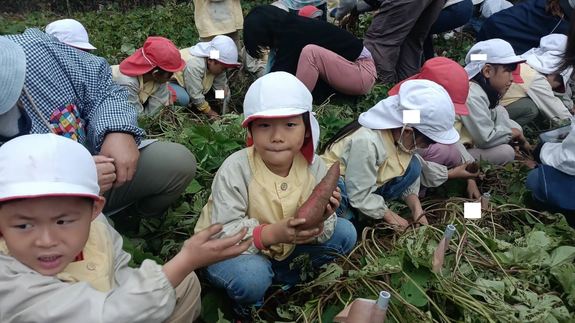 おいも掘り（1/3）