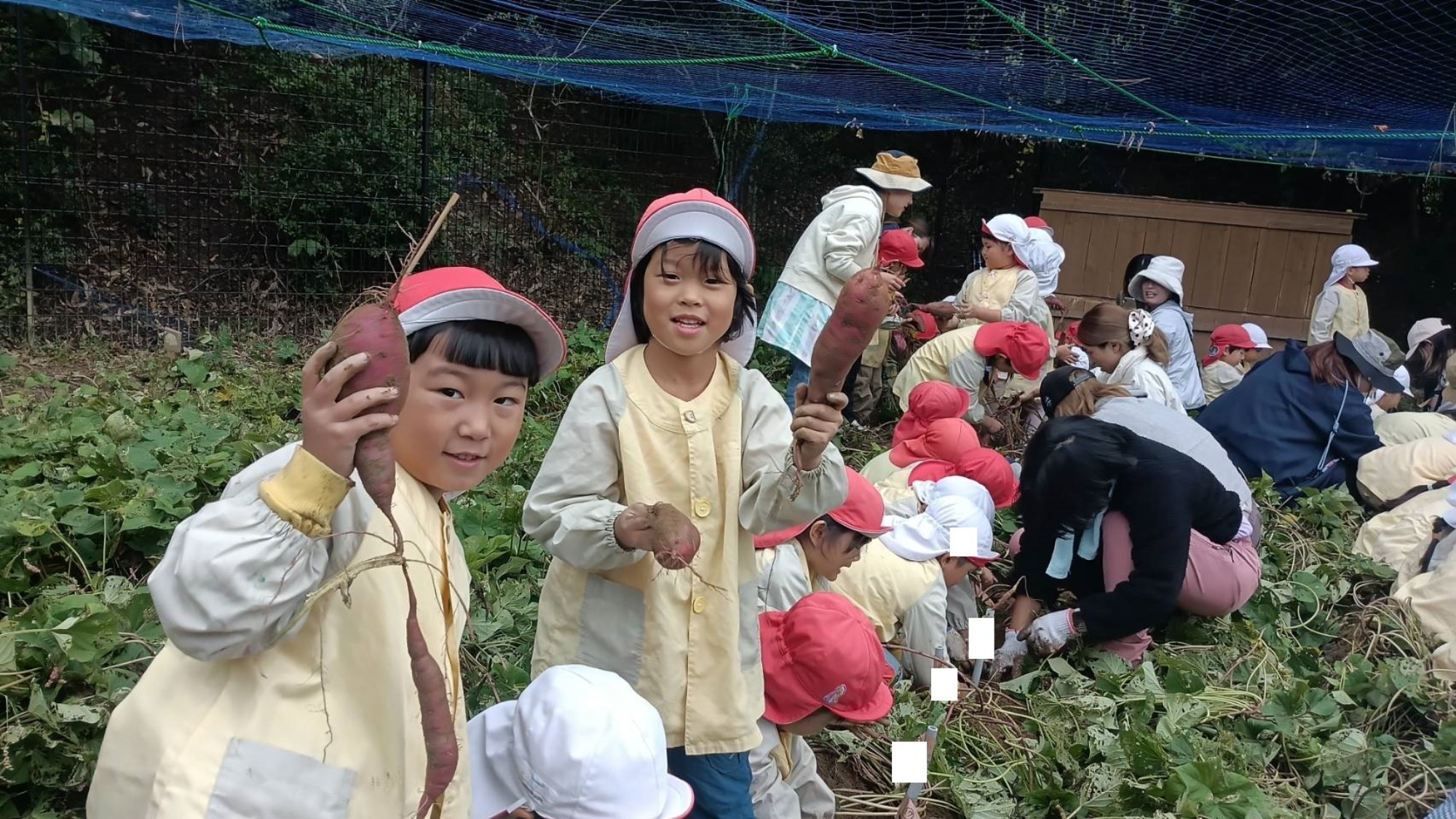 おいも掘り（1/3）