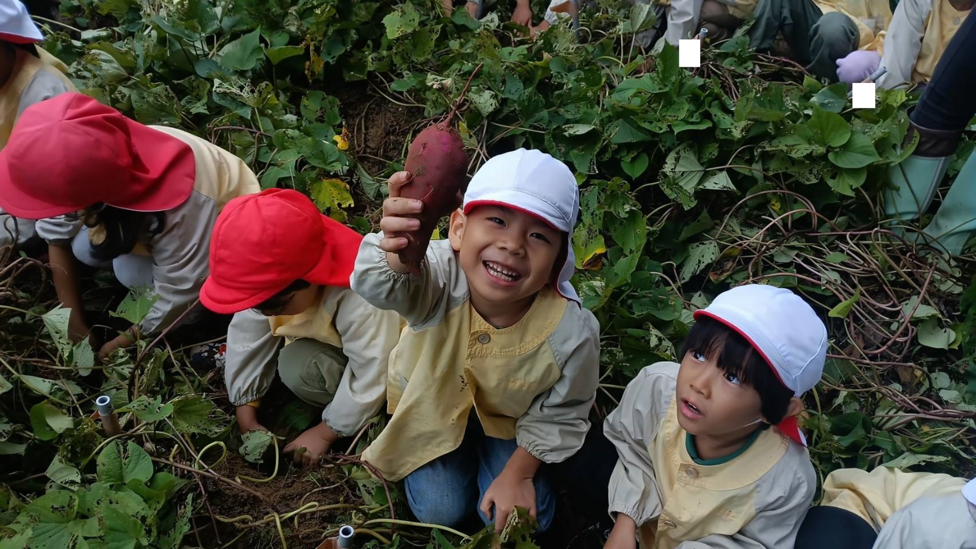 おいも掘り（1/3）