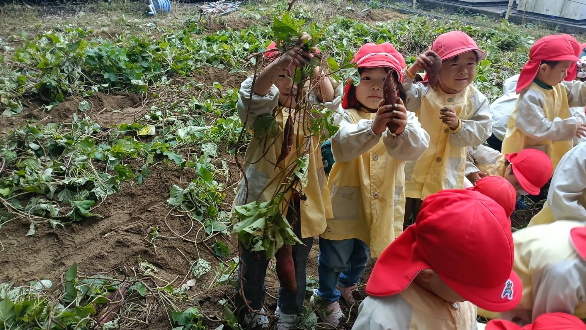 おいも掘り（2/3）