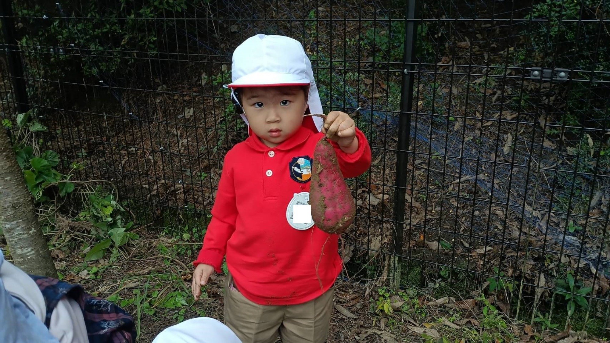 おいも掘り（2/3）