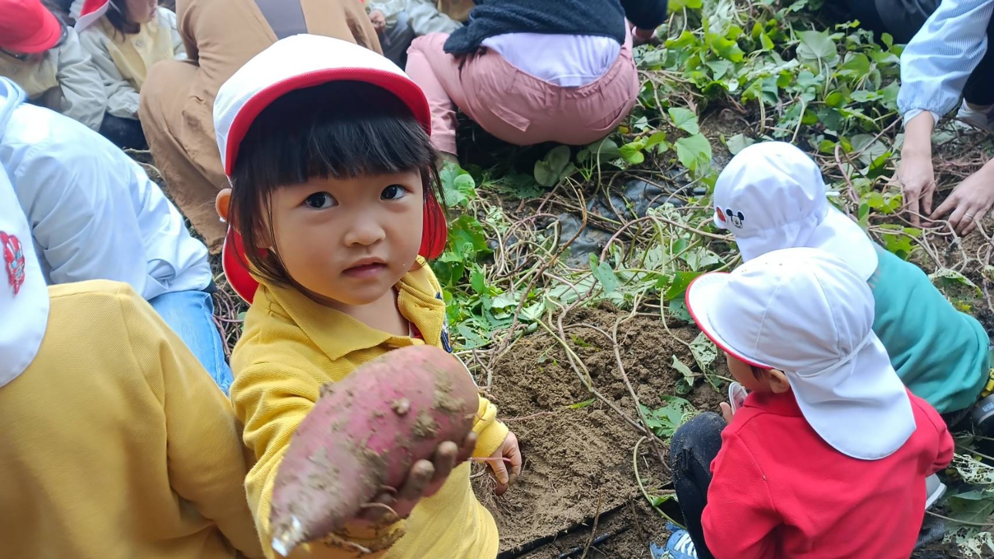 おいも掘り（2/3）