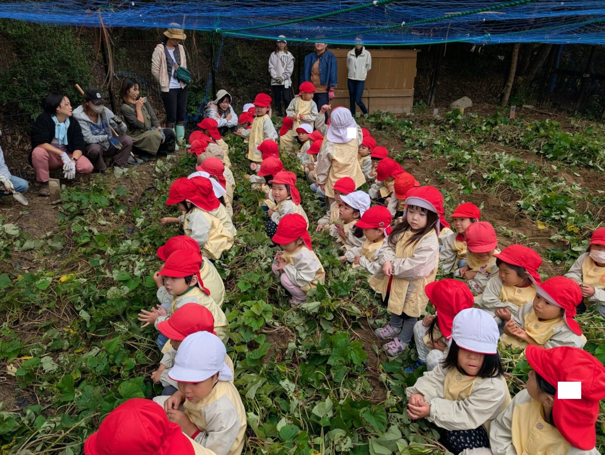 おいも掘り（2/3）