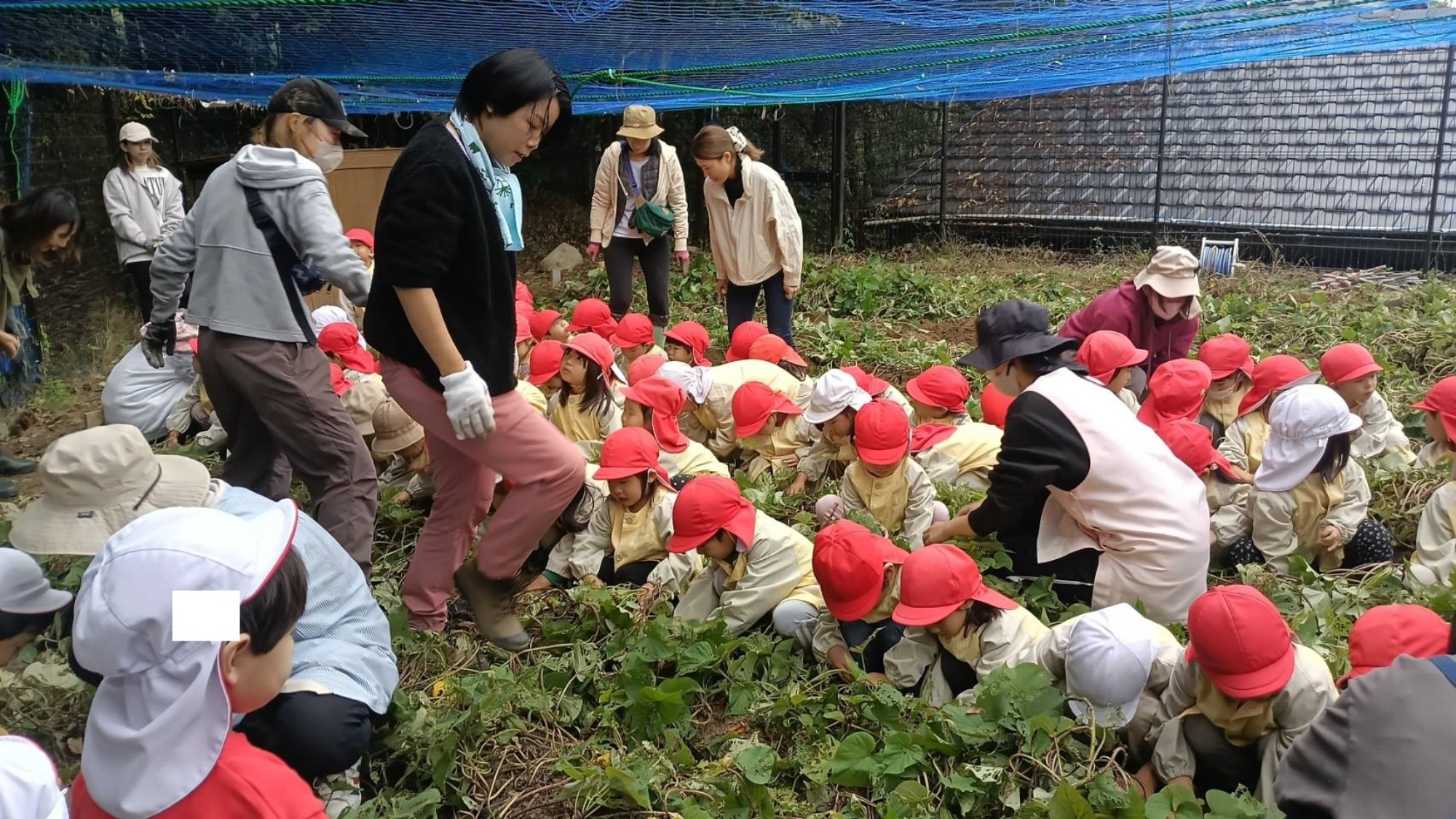 おいも掘り（2/3）
