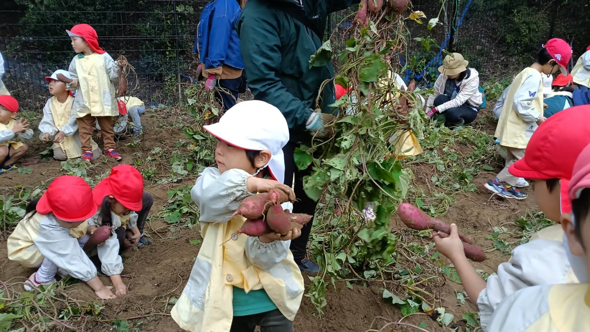 おいも掘り（3/3）