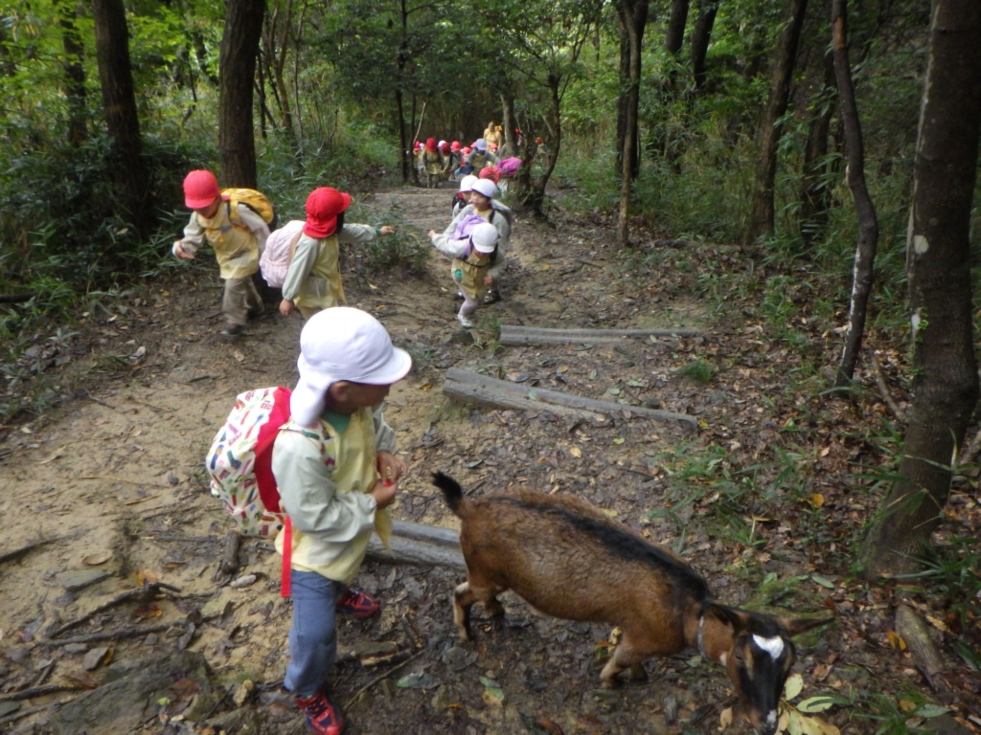【年中】11/10　村積山　園外保育（1/3）