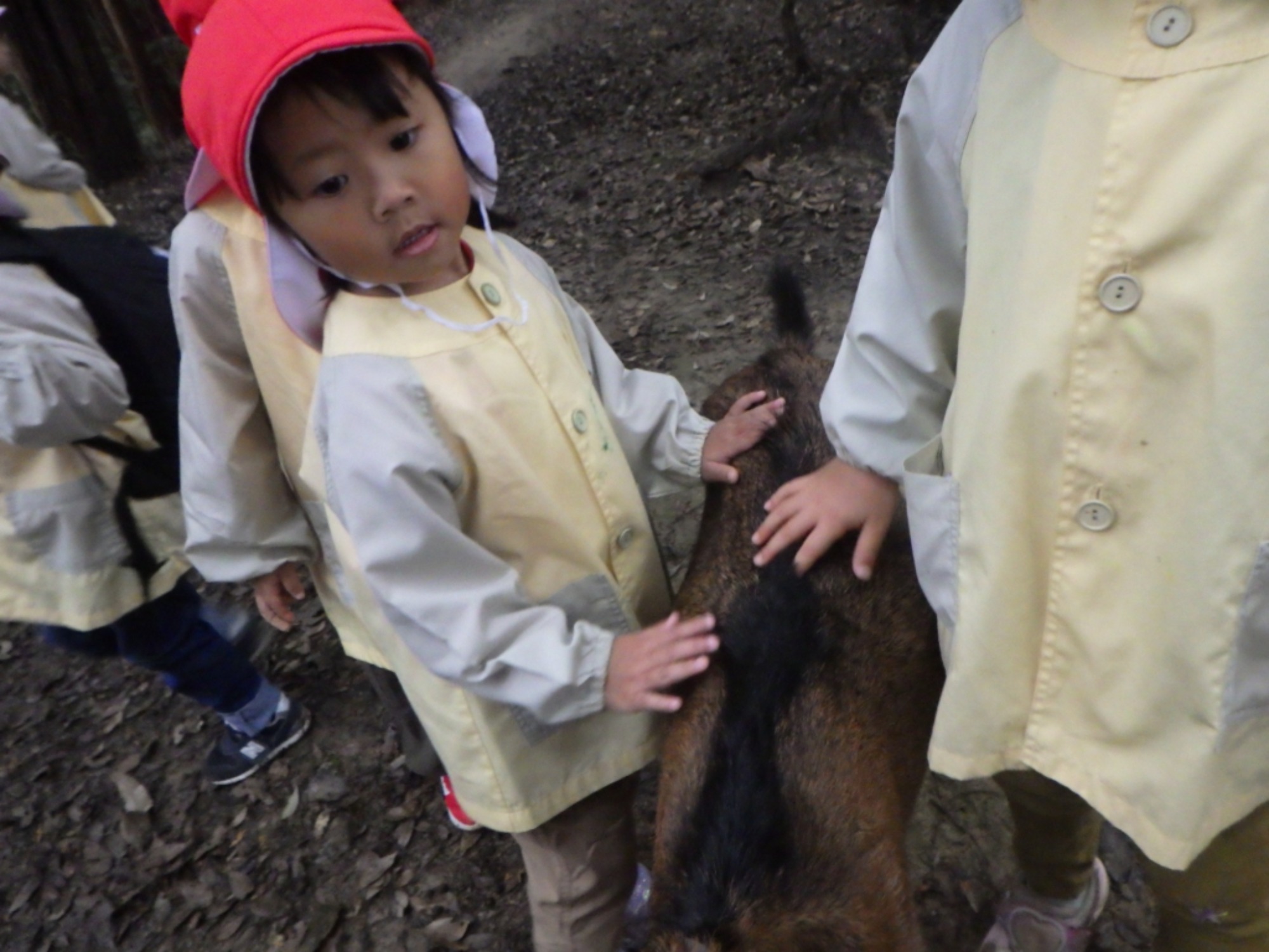 【年中】11/10 村積山 園外保育(2/3)