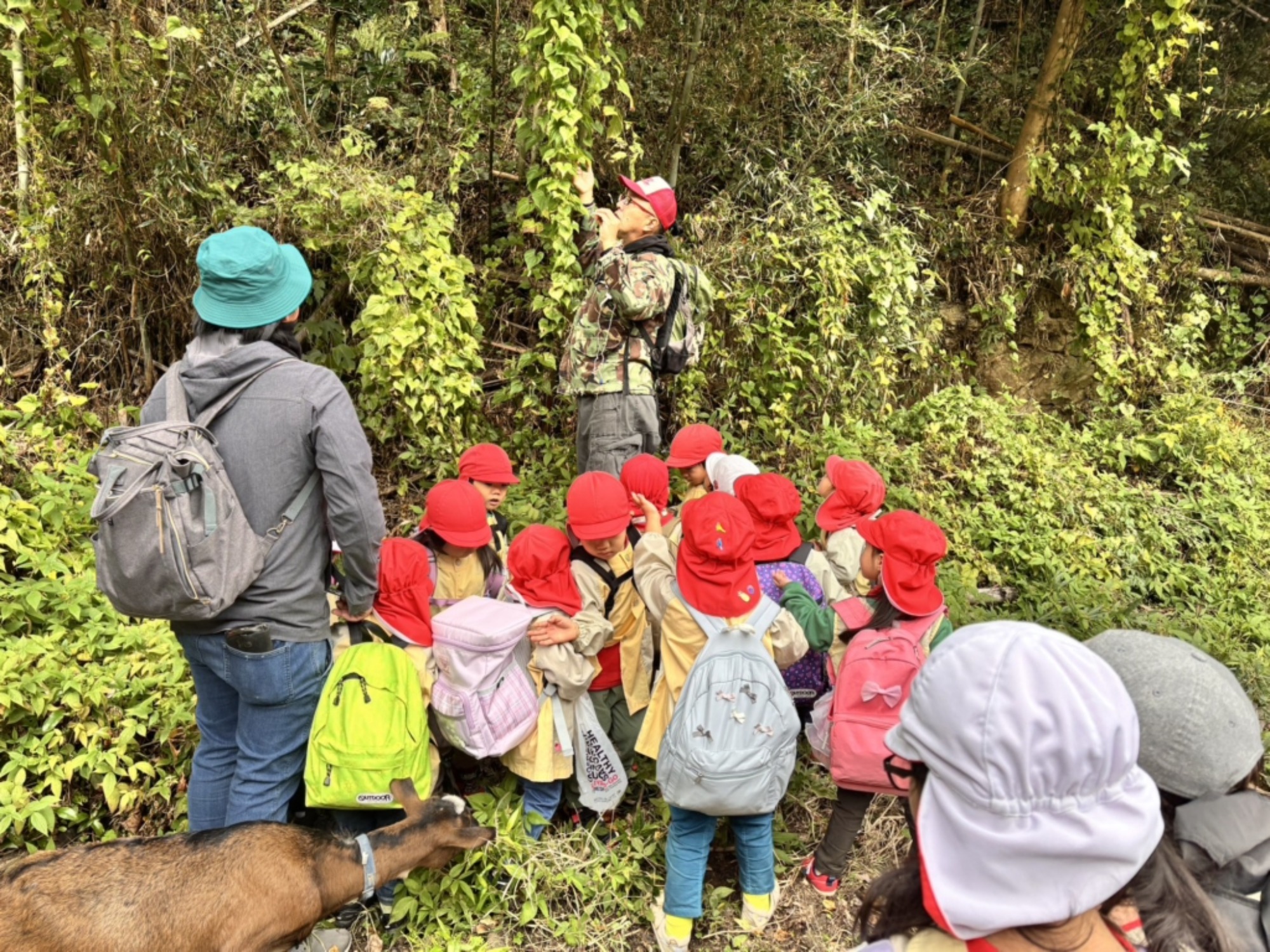 【年少】11/11　村積山　園外保育（1/3）