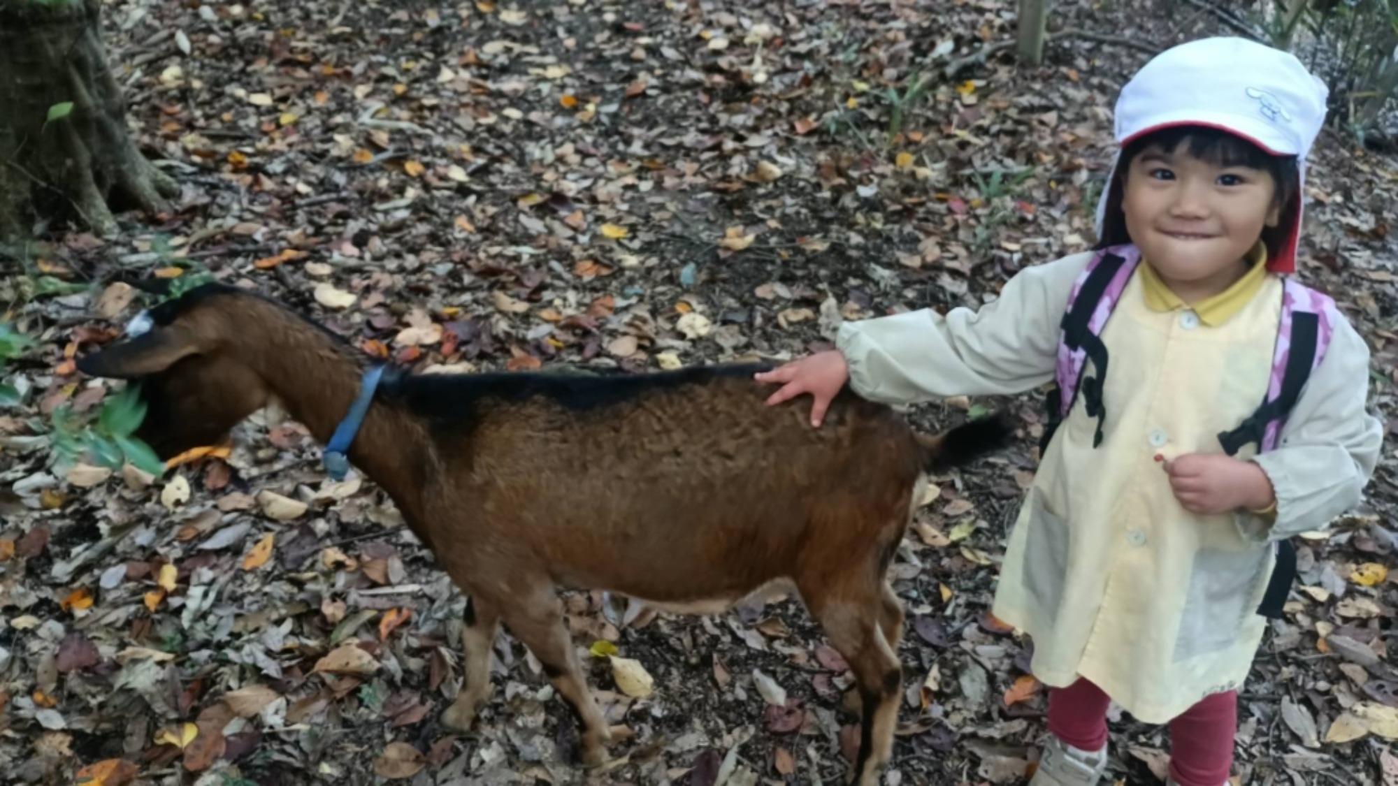 【年少】11/11　村積山　園外保育（3/3）