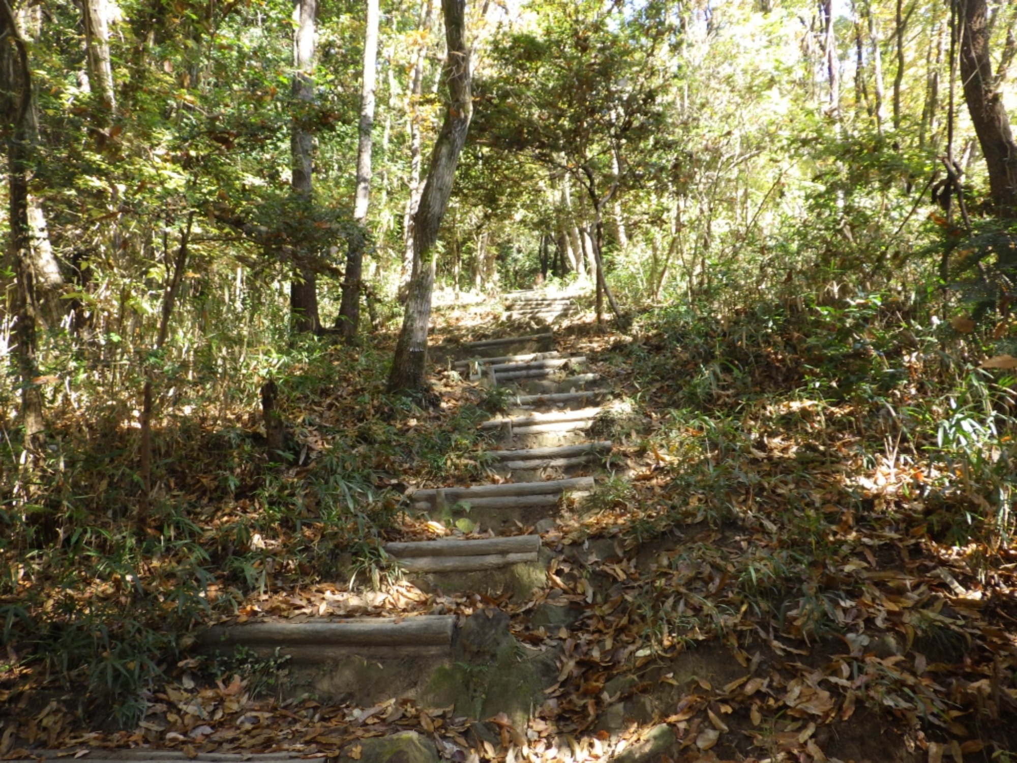 【年中】11/26　忍者の修行場へ！園外保育（1/3）