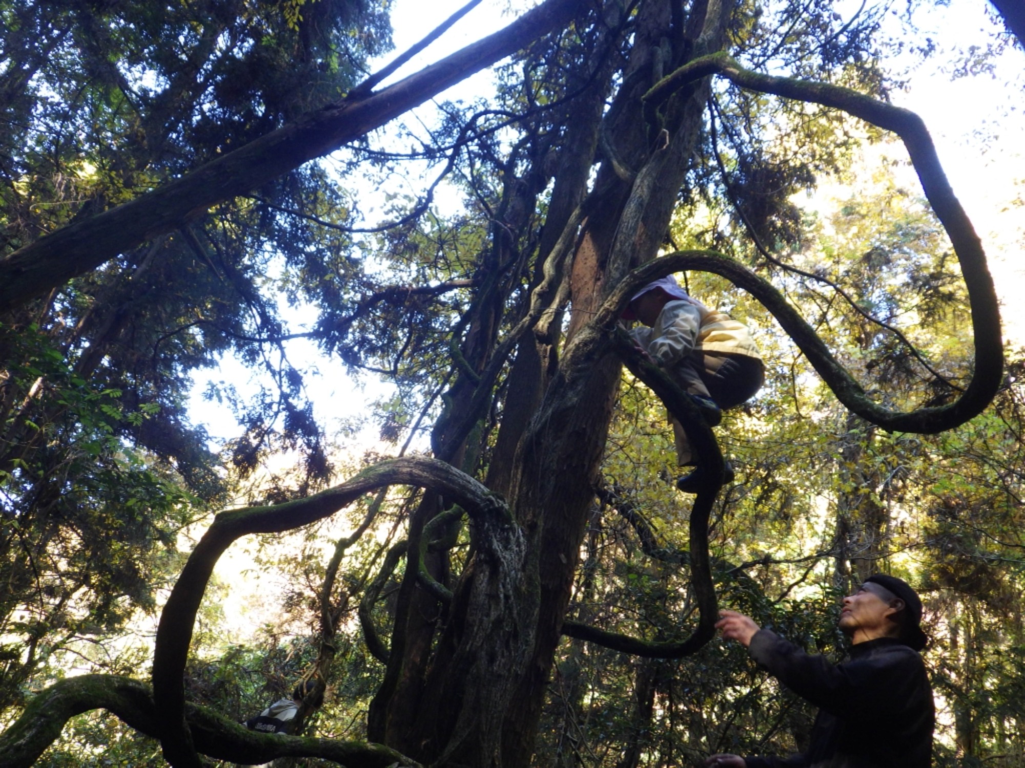 【年中】11/26　忍者の修行場へ！園外保育（2/3）