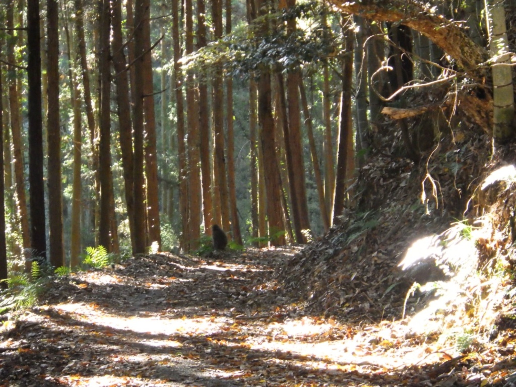 【年中】11/26　忍者の修行場へ！園外保育（3/3）