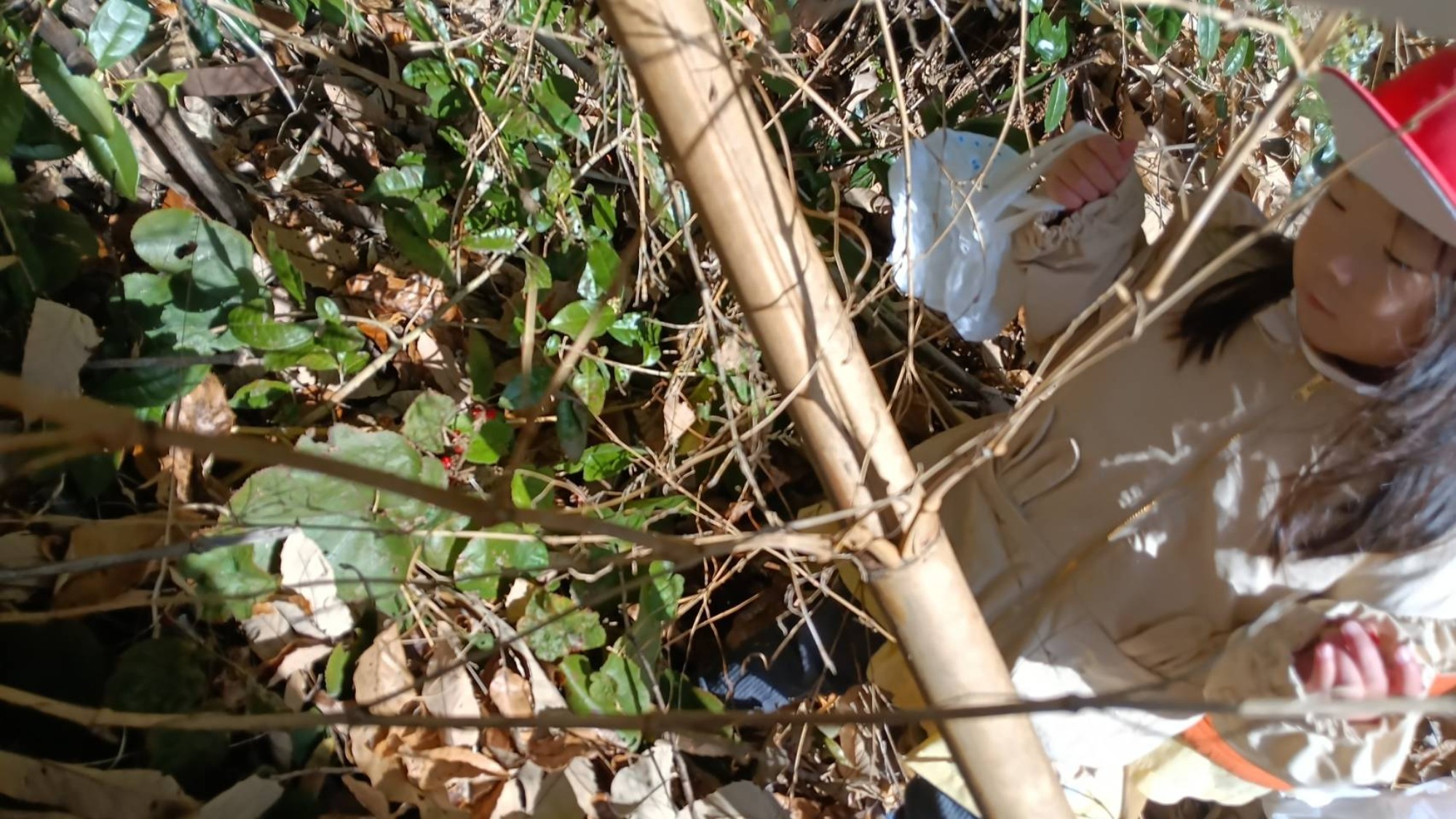 【くも】12/11 村積山 園外保育