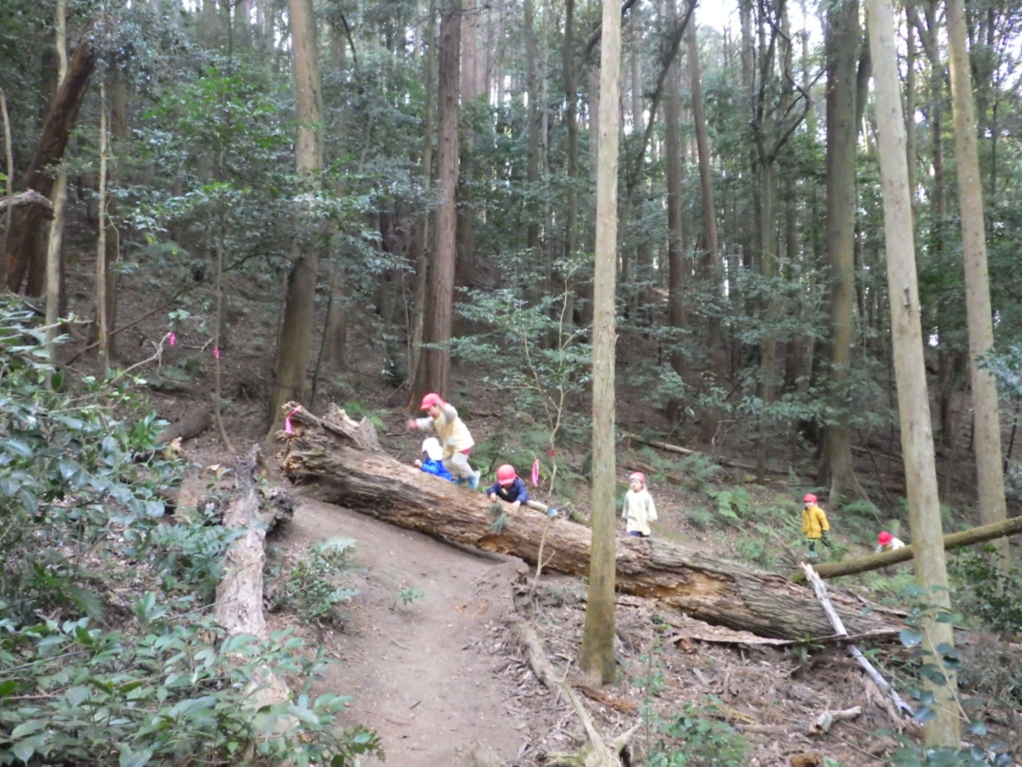 【年少】1/19　村積山　園外保育（2/2）