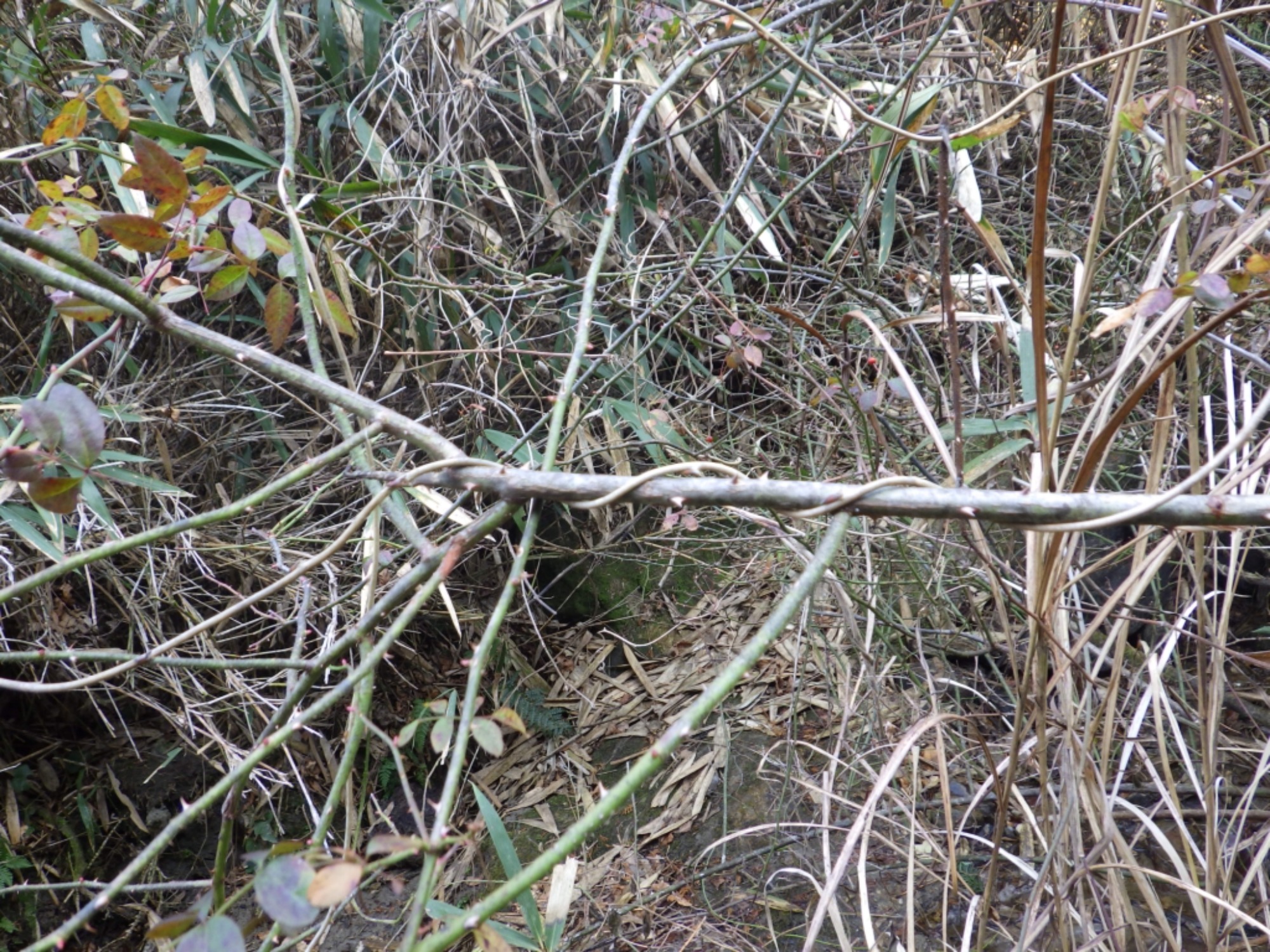 【年長】2/16 村積山 園外保育(1/4)