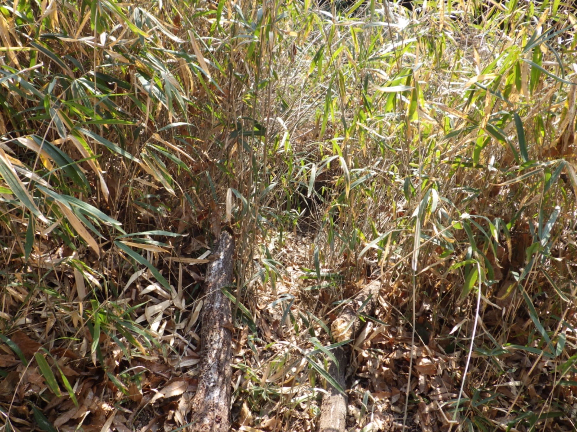 【年長】2/16 村積山 園外保育(1/4)