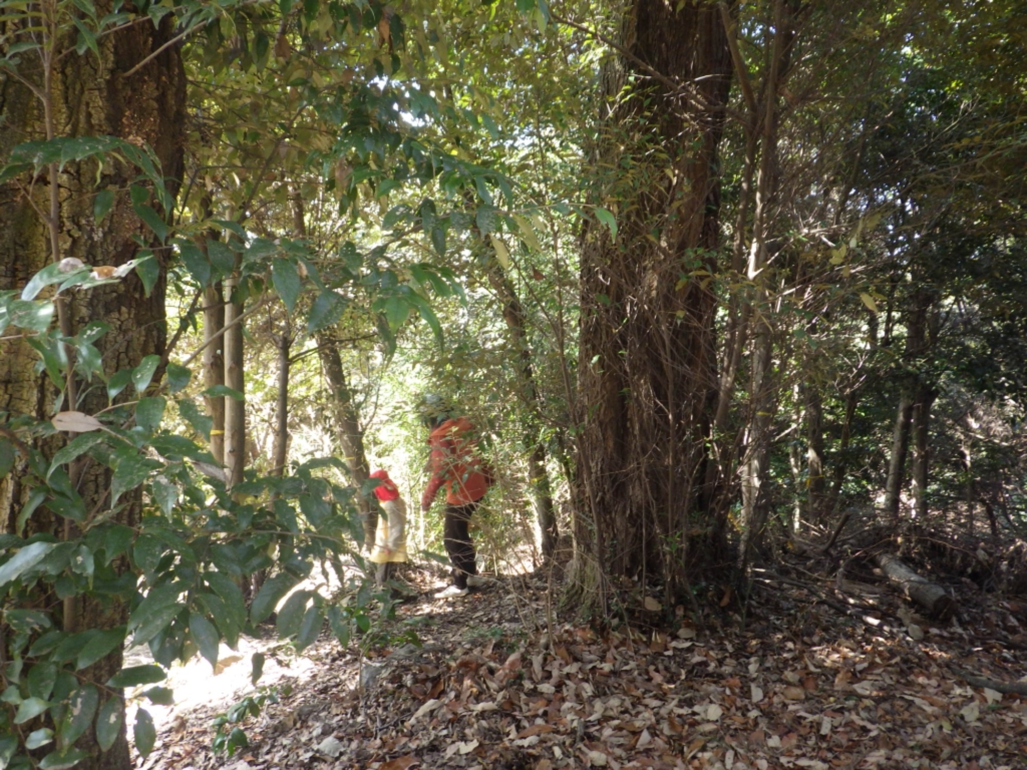 【年中】3/5　村積山　お別れ園外保育（2/3）