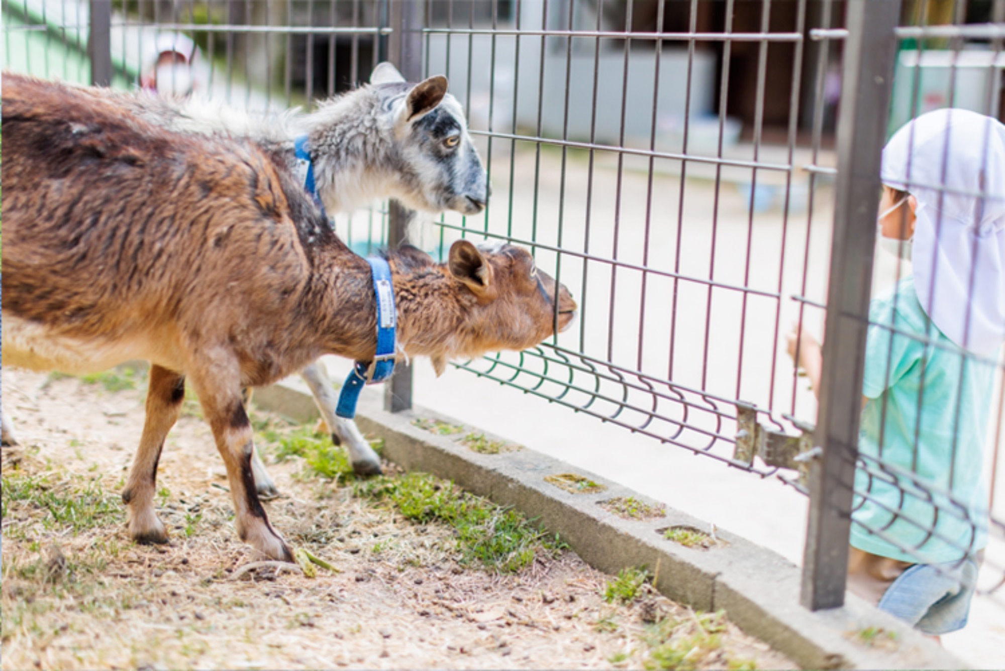 遊びの庭・動物の庭